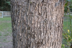 Sweetgum-bark