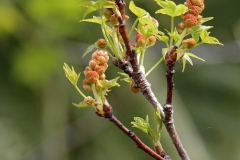 Sweetgum-flowers