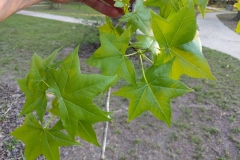 Sweetgum-leaves