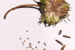 Sweetgum-seeds