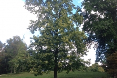 Sweetgum-tree