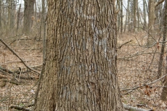 Sweetgum-trunk
