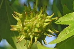 Unripe-Sweetgum-fruit
