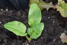 Seedlings-of-Swiss-chard