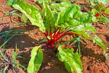 Swiss-chard-plant