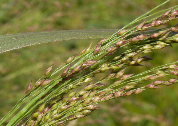 Immature-fruits-of-Switch-Grass