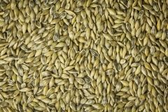 Collected-Switch-Grass-seeds