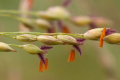 Flowers-of-Switch-Grass