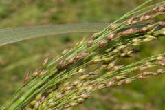 Immature-fruits-of-Switch-Grass