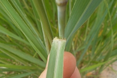Leaf-blades-attachment-of-Switch-Grass
