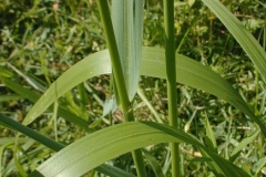 Leaves-of-Switch-Grass