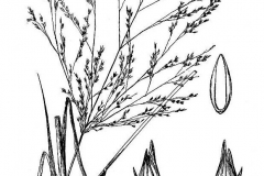Plant-Illustration-of-Switch-Grass