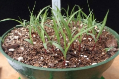 Saplings-of-Switch-Grass