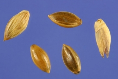 Seeds-of-Switch-Grass