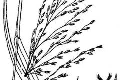 Sketch-of-Switch-Grass