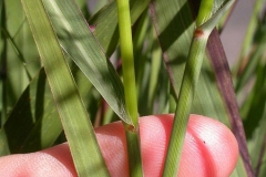Stem-of-Switch-Grass