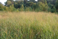 Switch-Grass-growing-wild