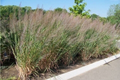 Switch-Grass