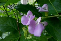 Flower-of-Sword-Bean