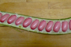 Half-cut-Sword-Bean-showing-seeds