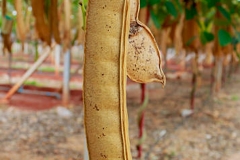 Matured-fruit-of-Sword-Bean