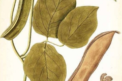 Plant-Illustration-of-Sword-Bean