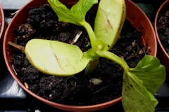 Saplings-of-Sword-Bean