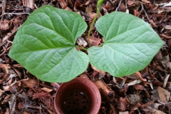 Small-Sword-Bean-plant