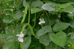 Sword-Bean-plant-growing-wild