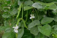 Sword-Bean-plant-growing-wild