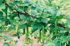 Sword-Bean-plant