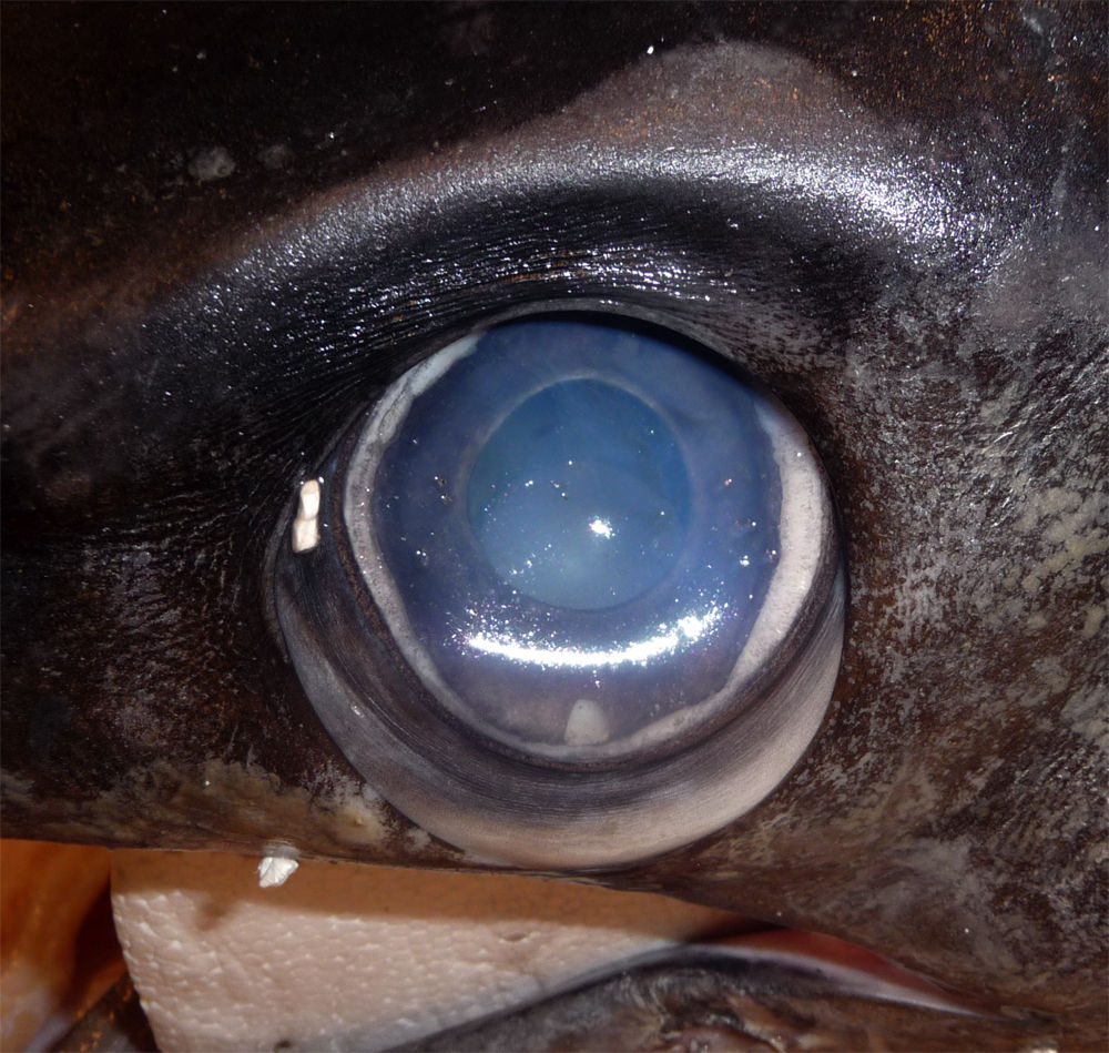 Eye-of-Swordfish