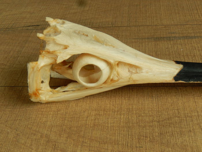 Swordfish-skull