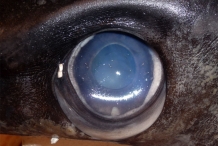 Eye-of-Swordfish