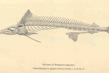 Illustration-of-Swordfish-skeleton