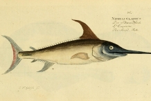 Illustration-of-Swordfish