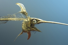 Swordfish-skeleton