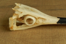 Swordfish-skull