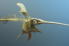 Swordfish-skeleton