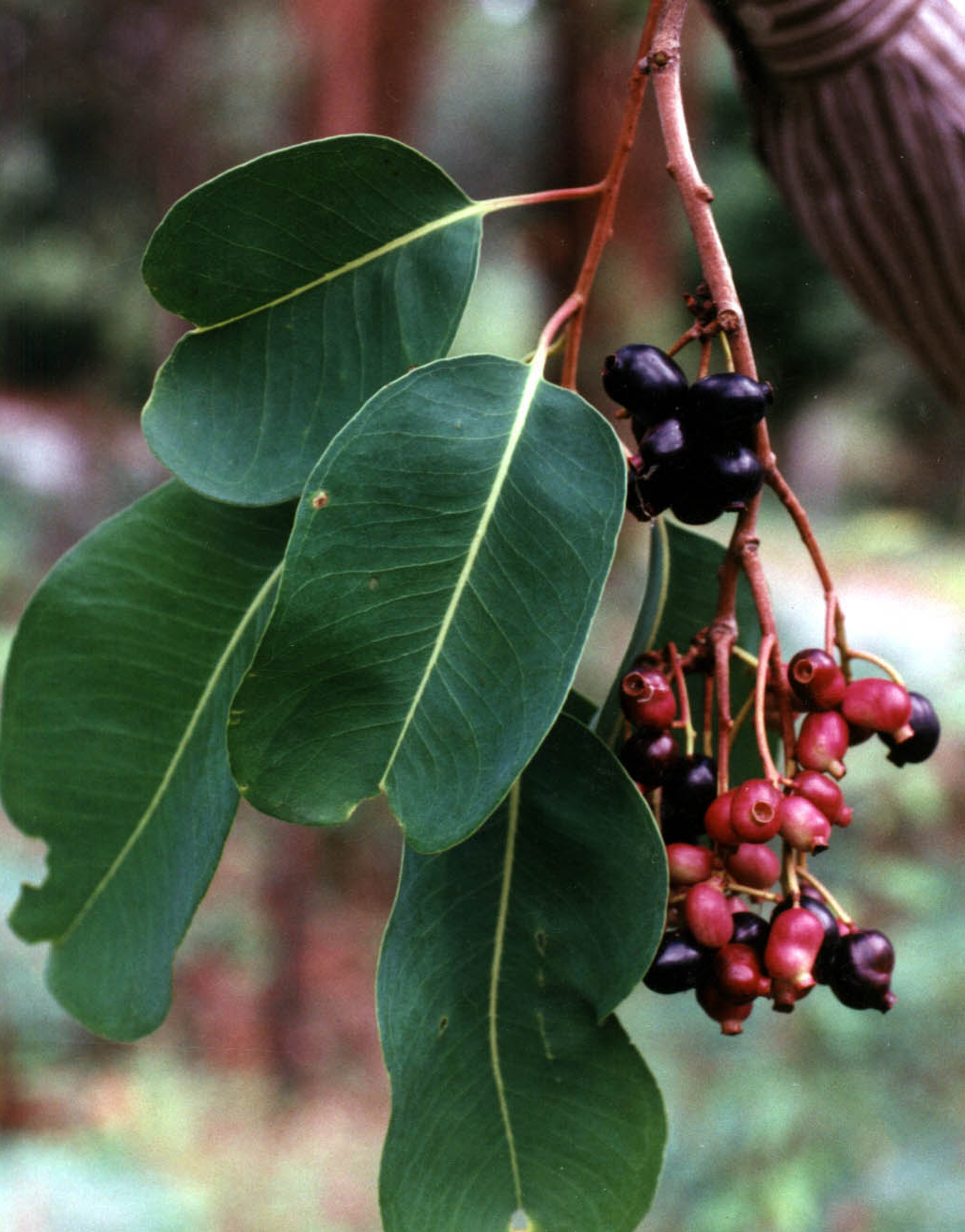 Syzygium-alternifolium-berries