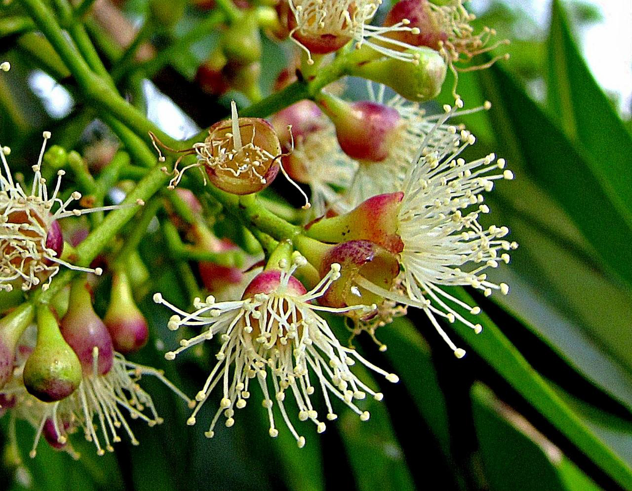 Syzygium-alternifolium-flowers