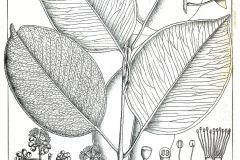 Illustration-of-Syzygium-alternifolium
