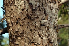 Syzygium-alternifolium-bark