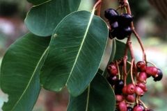 Syzygium-alternifolium-berries