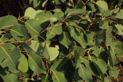 Syzygium-alternifolium-leaves