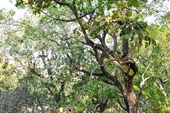 Syzygium-alternifolium-tree