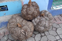 Fruits-of-Tagua-palm