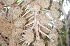 Closer-view-of-male-flowers-of-Tagua-palm