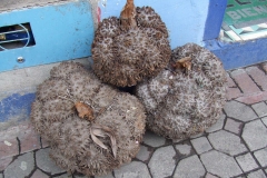 Fruits-of-Tagua-palm