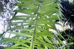 Leaf-of-Tagua-palm